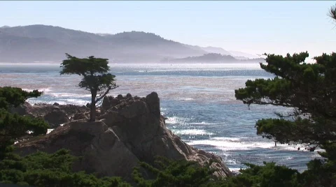 Lone Cypress-Monterey Stock Footage 861950