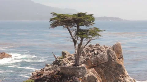 The Lone Cypress. Pebble Beach. Stock Footage 56573751