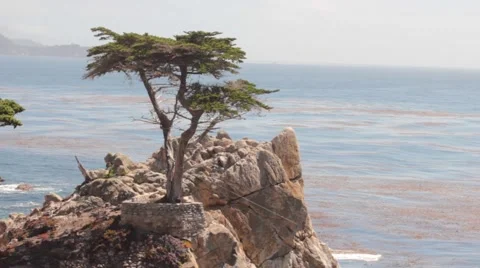 The Lone Cypress. Pebble Beach. Stock Footage 56573766