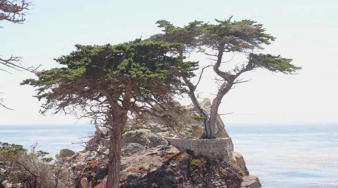 The Lone Cypress. Pebble Beach. Stock Footage 56573767