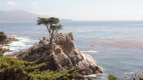 The Lone Cypress. Pebble Beach. Stock Footage 56573769