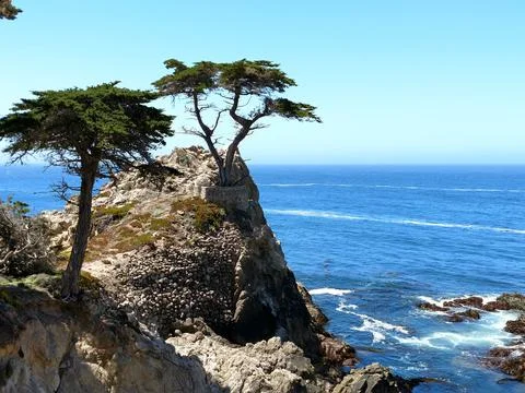 Lone Cypress Foto stock