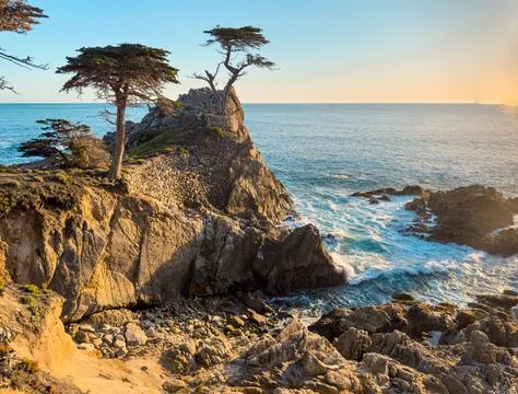 Lone Cypress Stock Photos
