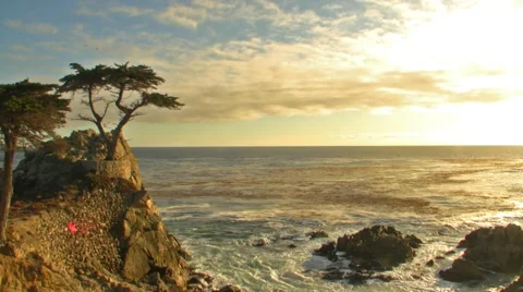 Lone Cypress at Sunset in Pebble Beach, California Stock Footage 45120419