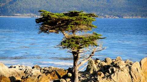 Lone Cypress Tree - Pebble Beach Monterey California Stock-Footage 41605892