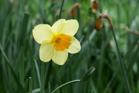 Lone daffodil Stock Photos