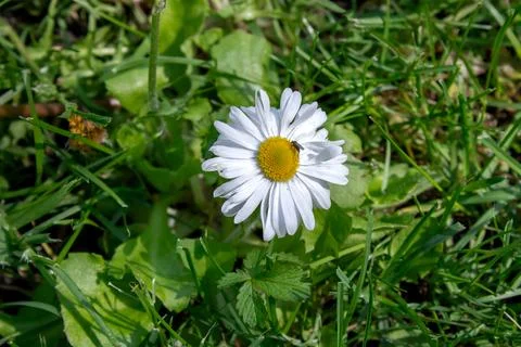A Lone Daisy and a Small Bug Stock Photos