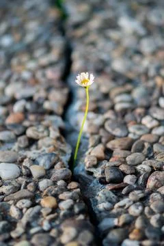 A lone daisy flower breaks through a crack in the pavement. The concept of Foto stock