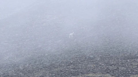 Lone Dall Sheep Standing in Mountain Mist Alaska Stock Footage 121540306