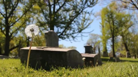 Lone dandelion in a grave site 動画素材 10884805