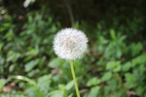 A lone Dandelion Stock Photos