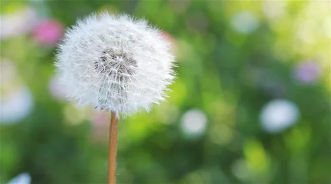A Lone Dandelion In The Spring Garden 2 Stock-Footage 60629080