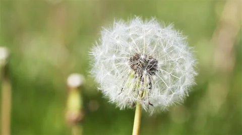 A Lone Dandelion In The Spring Garden 3 Stock Footage 60630217