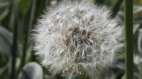 A Lone Dandelion In The Spring Garden Stock-Footage 60630256