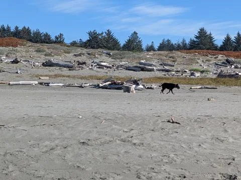 A lone dark-colored medium dog walks along a deserted beach Stock Photos