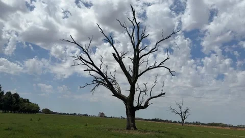 A lone dead tree with bare branches standing in a green field under a blue sky 库存影片 348968234