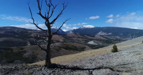 Lone dead tree on dry barren mountain with view of green, forested mountains 動画素材 196182657