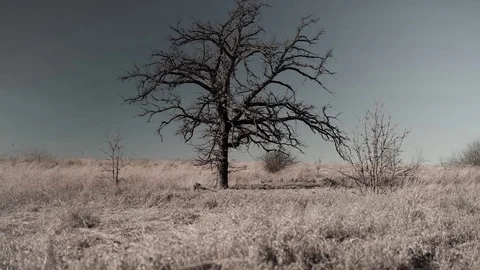 Lone dead tree in empty grass field Stock Footage 73146881