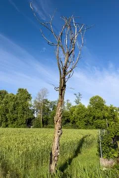 Lone Dead Tree in Field 스톡 사진