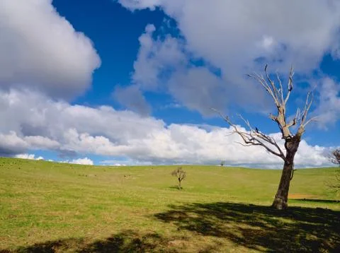 Lone dead tree Stock Photos