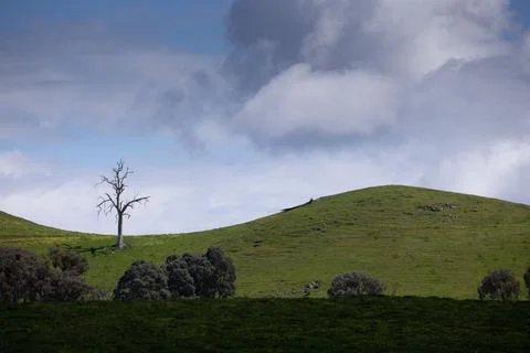 Lone dead tree on rolling green hill with dramatic clouds Stock Photos