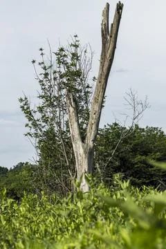 Lone Dead tree standing Foto stock