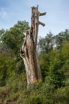 A Lone Dead Tree Standing Stock Photos