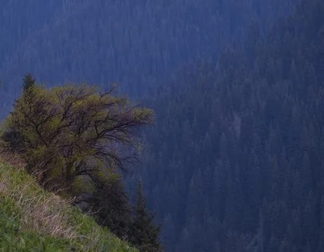 A lone deciduous tree against a background of a spruce forest in the mountain 写真素材
