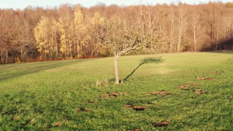 A lone deciduous tree in the winter Video stock 145724987