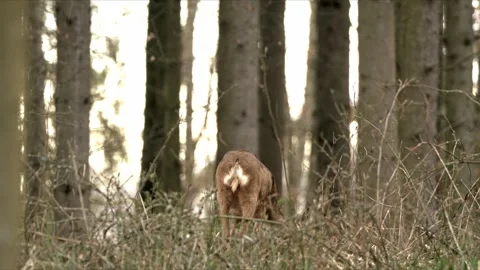 Lone Deer in Ancient Forest – Cinematic 4K Wildlife Stock-Footage 320170542