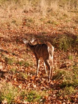 Lone deer in field Stock Photos
