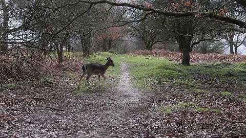 Lone deer 스톡 동영상 87805841