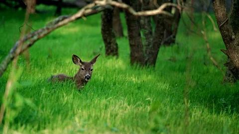 Lone deer in a forest. Stock Footage 87812265