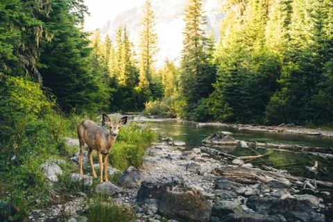 Lone deer in the forest. Stock Photos