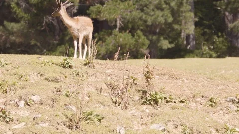 Lone Deer On Hill - Camera Tilt 2k Slowmotion Stock Footage 104119046