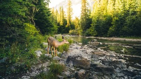 Lone deer by a river in a forest. Stock Photos