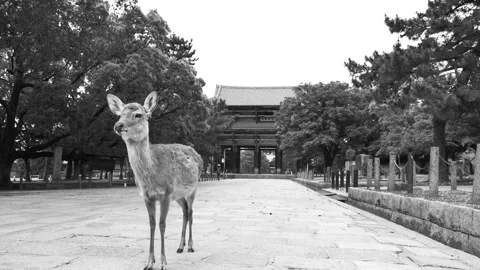 A lone deer stands in front of Nara's Todaiji Temple, Stock Footage 132177905