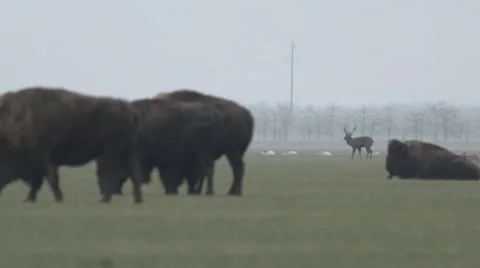 Lone Deer Stood in Front of a Few Bison Grazing on the Field in a Light Mist Stock Footage 64066664