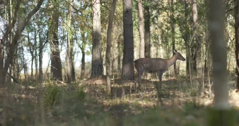 A lone deer walks in the forest Stock Footage 172224503