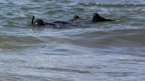 Lone Diver Stock Photos