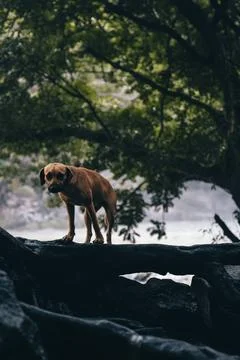 Lone Dog Stock Photos