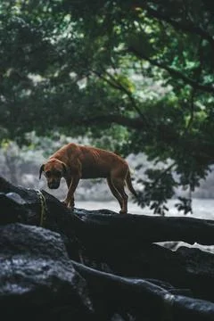 Lone Dog Stock Photos