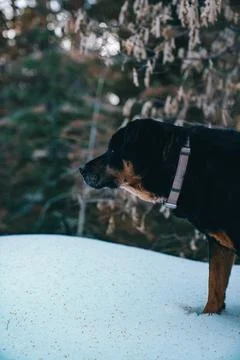 Lone Dog Stock Photos