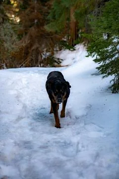 Lone Dog Stock Photos