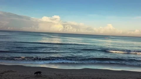 A lone dog walking on a sandy beach at sunrise with gentle waves rolling in from Vidéo 334353468