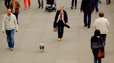 Lone dog walks through cowds Stock Footage 36597053