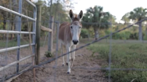 Lone Donkey Light Colored Farm Animals and Livestock Stock Footage 74280721