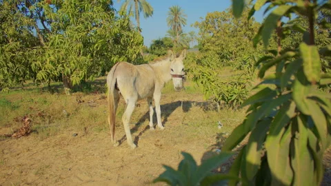 A lone donkey surrounded by mango trees in a sunlit orchard. Stock Footage 306718790