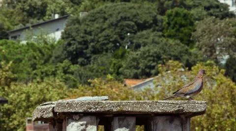 Lone Dove on a Chimney Stock Footage 27102976