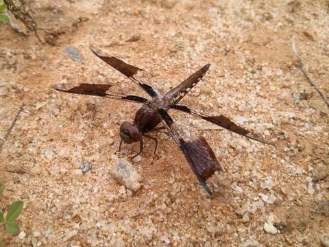 Lone Dragonfly on Soily Ground Stock Photos